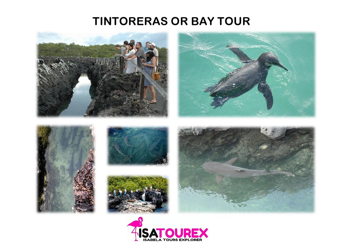 poster tinrtoreras isatourex